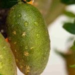 Les maladies et parasites du citron caviar