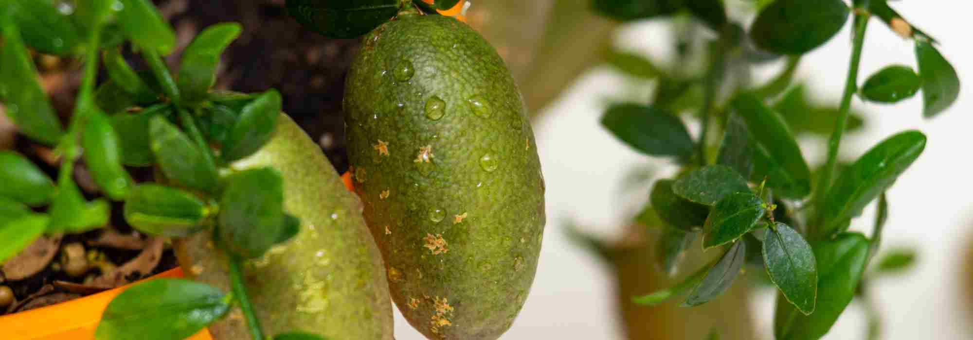 Les maladies et parasites du citron caviar