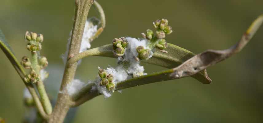 parasites bambou sacre