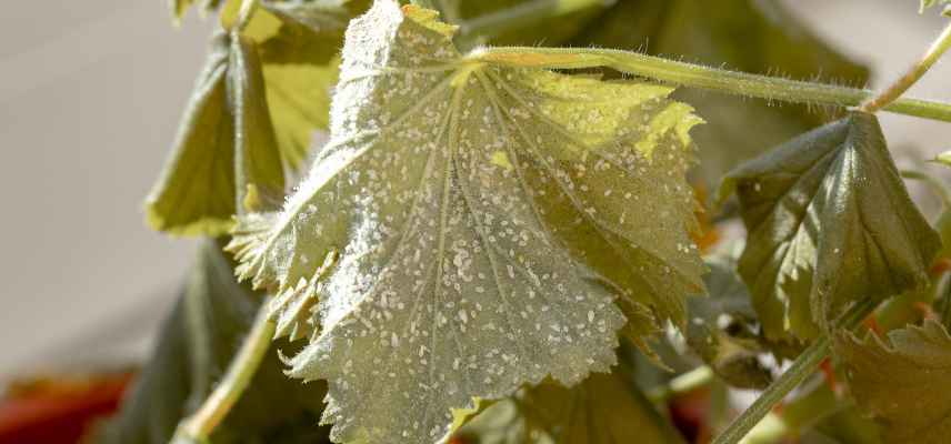 ravageurs des begonias
