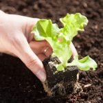 Quand et comment repiquer les salades et laitues au jardin ?