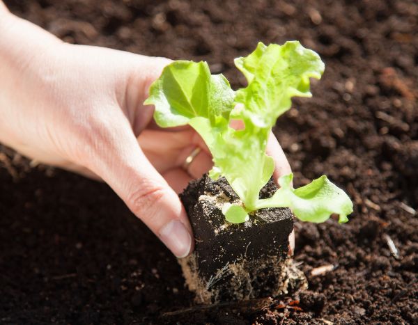 Quand et comment repiquer les salades et laitues au jardin ?