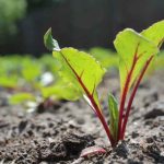 Comment semer la betterave ?