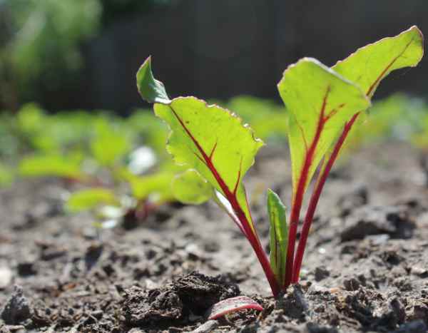 Comment semer la betterave ?