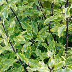 Comment tailler le pittosporum ?