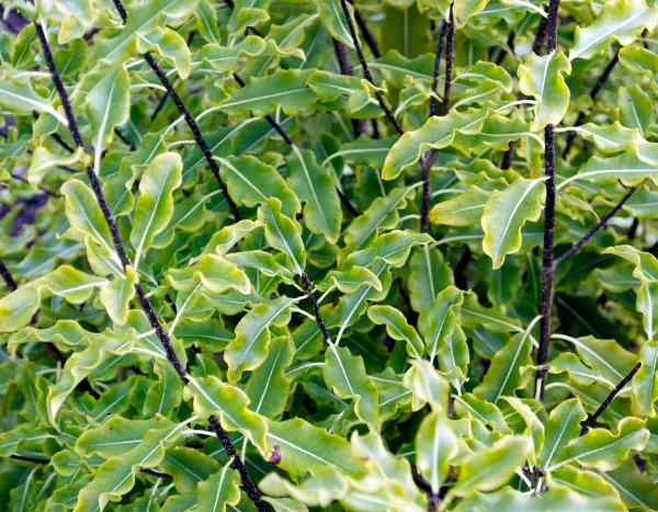 Comment tailler le pittosporum ?