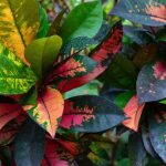 Croton en intérieur : parasites, maladies et problèmes fréquents