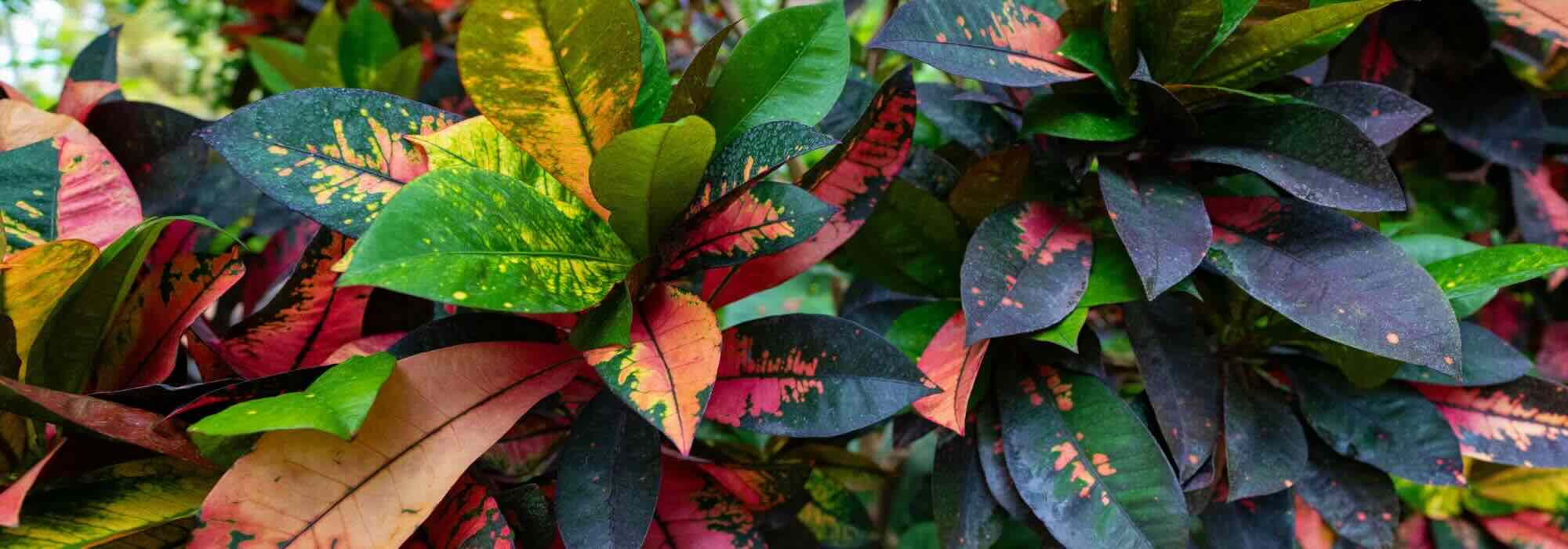 Croton en intérieur : parasites, maladies et problèmes fréquents