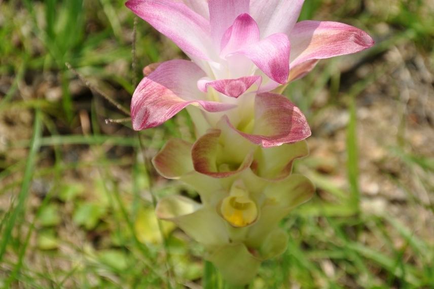 curcuma rhizome bienfaits pour la santé