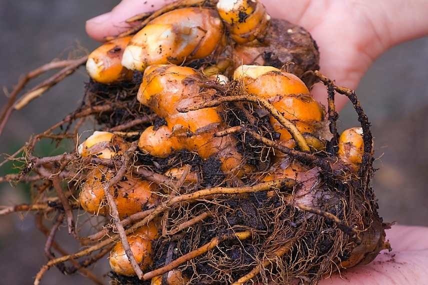 curcuma rhizome propriétés médicinales