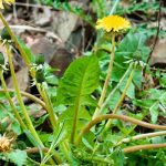 Les désherbants dits “naturels” : que contiennent-ils vraiment ?