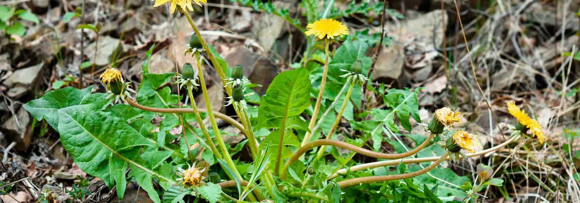 Les désherbants dits “naturels” : que contiennent-ils vraiment ?