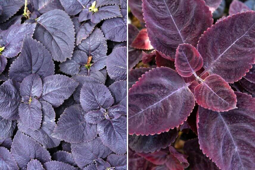 deux coleus dans différents tons pourpres