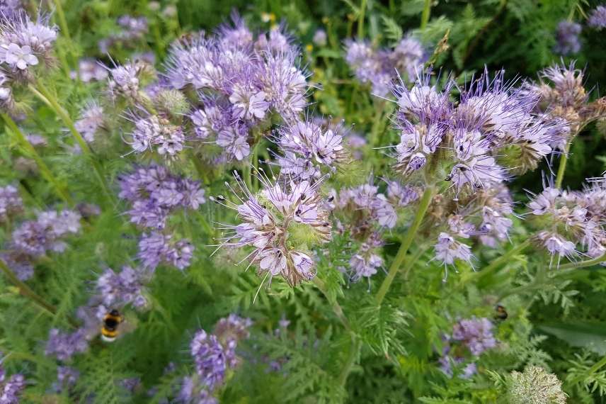 engrai sverts en pot phacélie