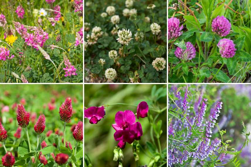engrais verts légumineuses en pot