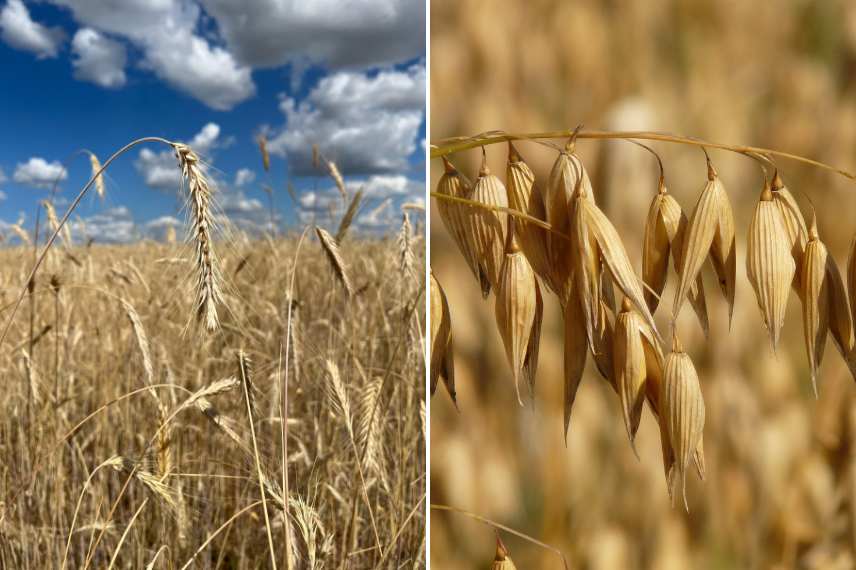 engrais verts en pot poacées
