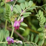 Cultiver des engrais verts en pot ou en bac : possible ou non ?