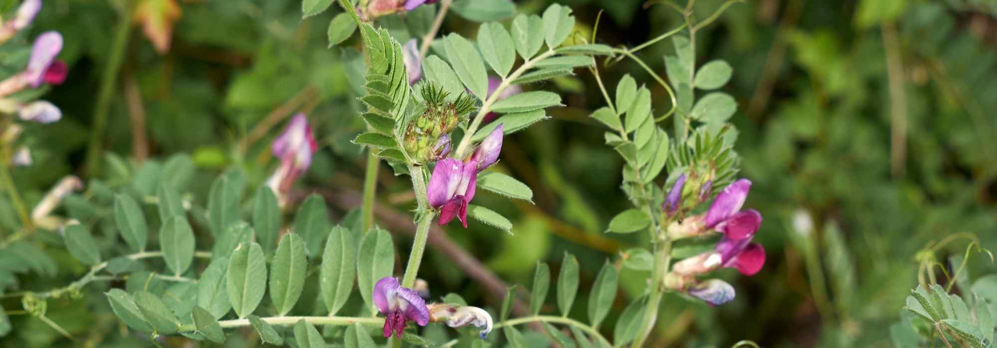 Cultiver des engrais verts en pot ou en bac : possible ou non ?
