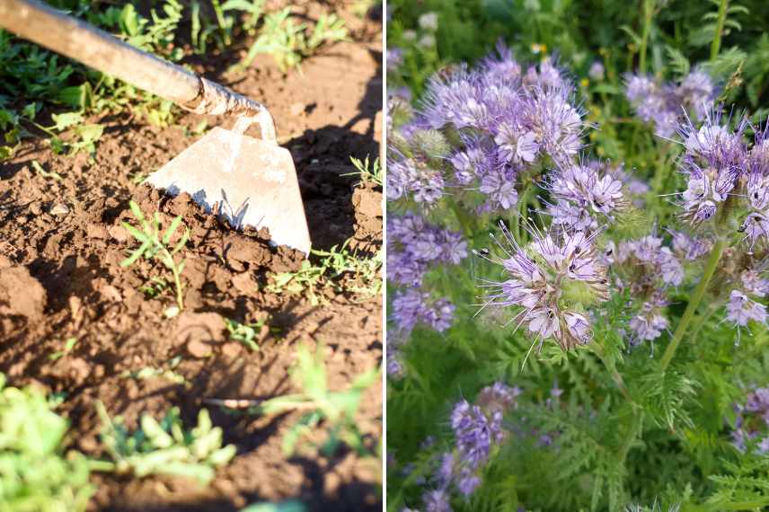 faux-semis vs engrais verts lutte adventices