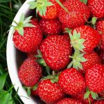 Comment fertiliser ses fraisiers naturellement ?