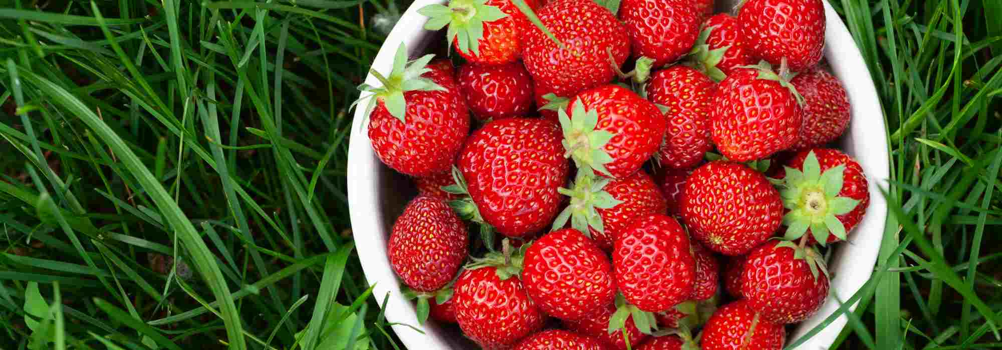 Comment fertiliser ses fraisiers naturellement ?