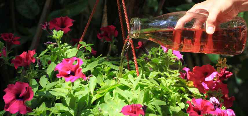 engrais pour petunia