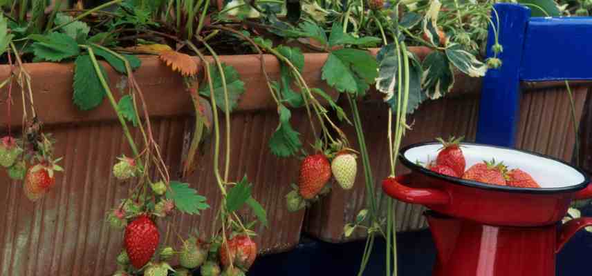 engrais pour fraisiers en pot