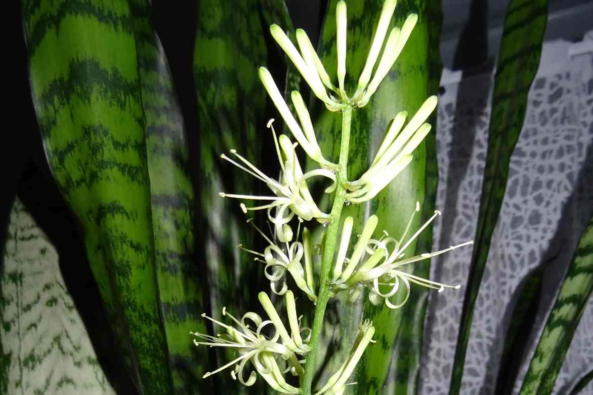 floraison langue de belle mere