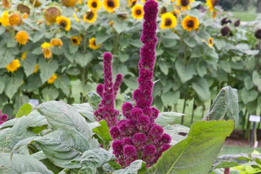 amarante et tournesols annuels immenses