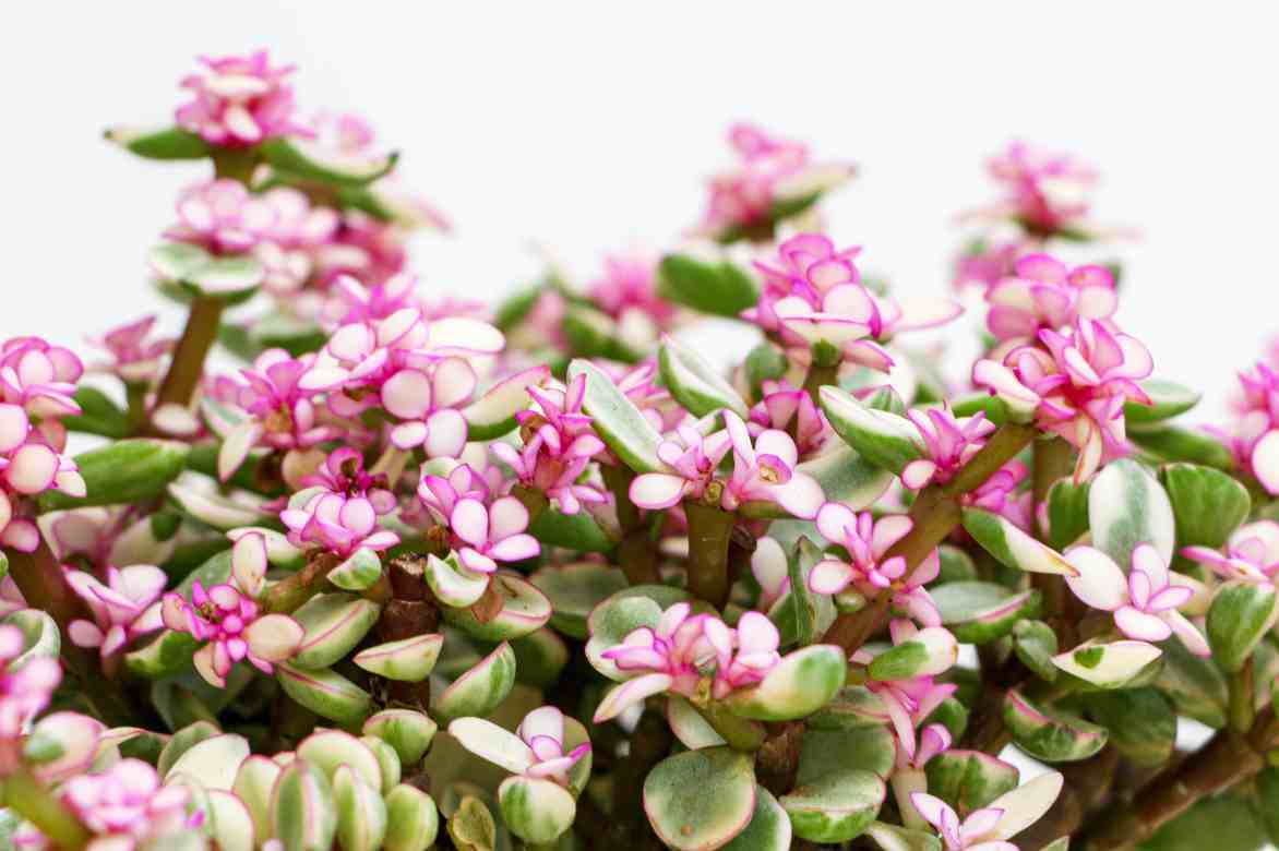 fleur Portulacaria pourpier en arbre