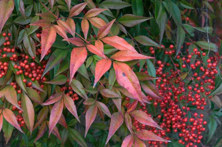 Nandina domestica baies