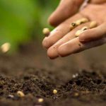 Mes graines ne germent pas : pourquoi ? Que faire ?