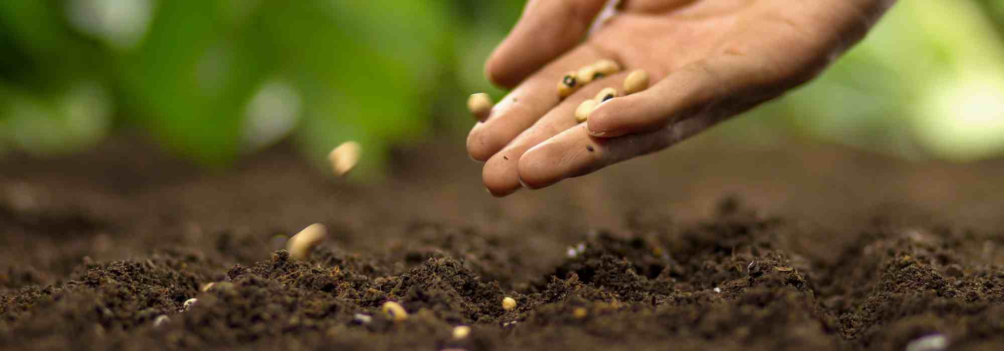 Mes graines ne germent pas : pourquoi ? Que faire ?