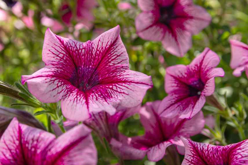 petunias annuelle