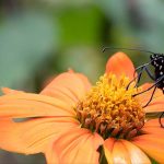 Biodiversité : comment créer des refuges pour la nature dans son jardin