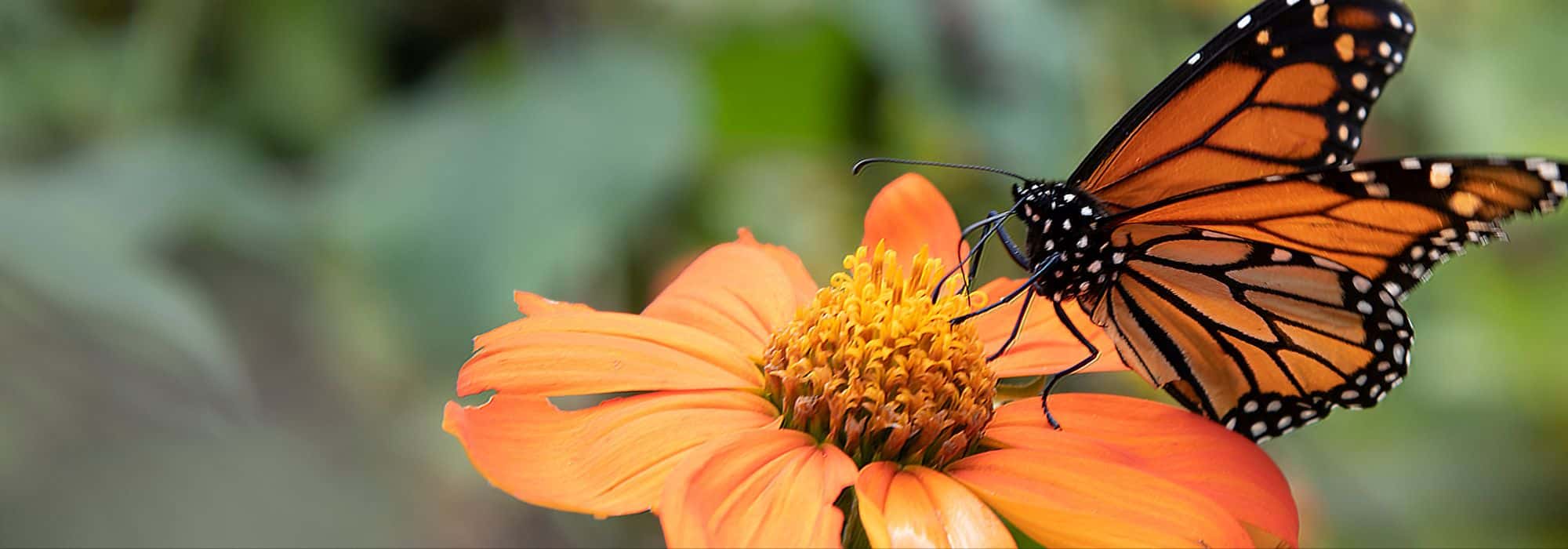 Biodiversité : comment créer des refuges pour la nature dans son jardin