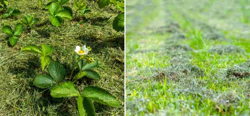 paillis d herbe tonte gazon pour fraisiers