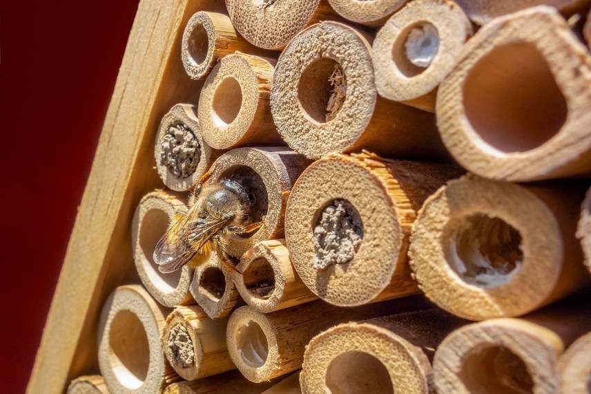 abeilles hôtel à insectes
