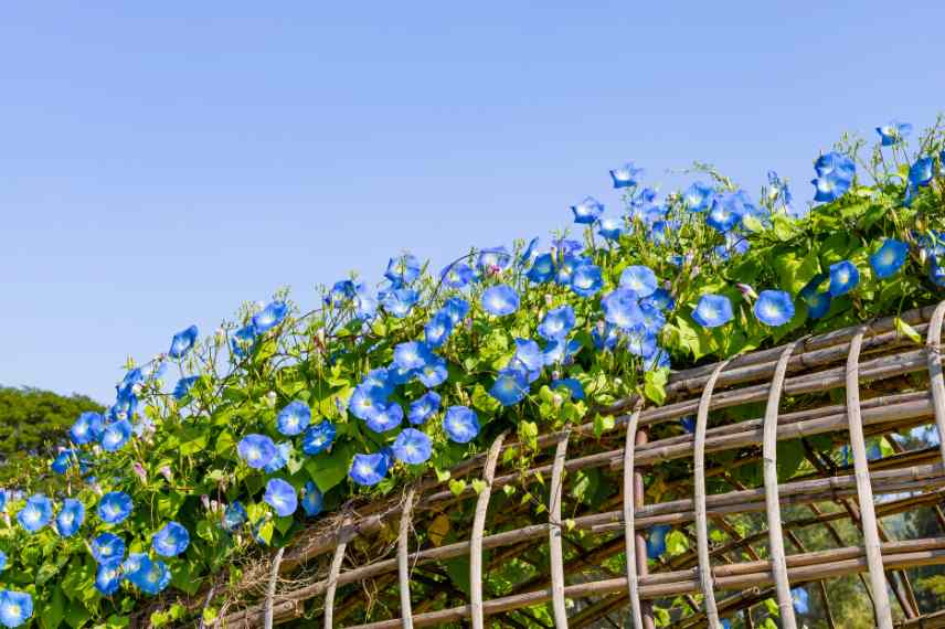 grimpantes annuelles atouts