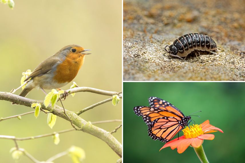 un rouge gorge, cloporte et papillon 