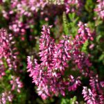 Maladies et parasites des bruyères : symptômes, traitements naturels et conseils de prévention