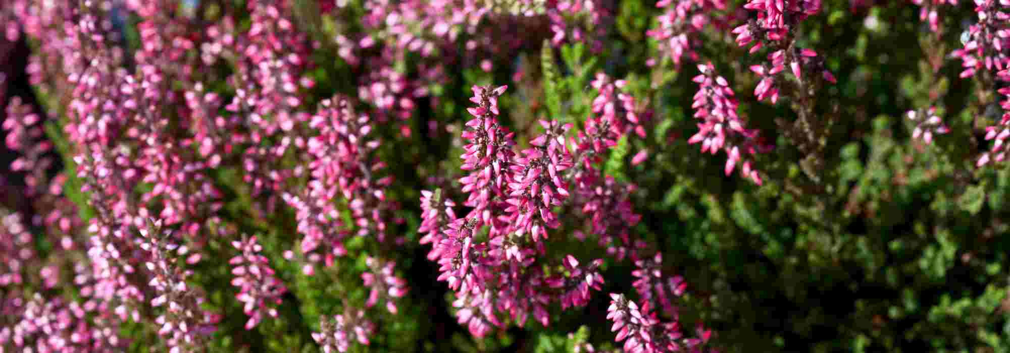 Maladies et parasites des bruyères : symptômes, traitements naturels et conseils de prévention