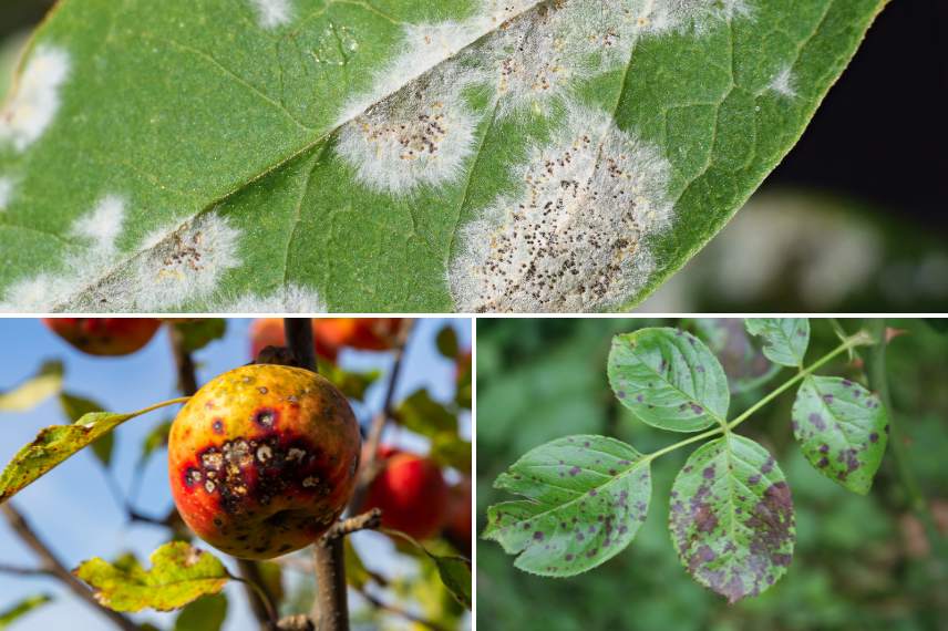bicarbonate de soude antifongique au jardin