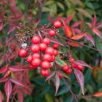 Les maladies et parasites des Nandina