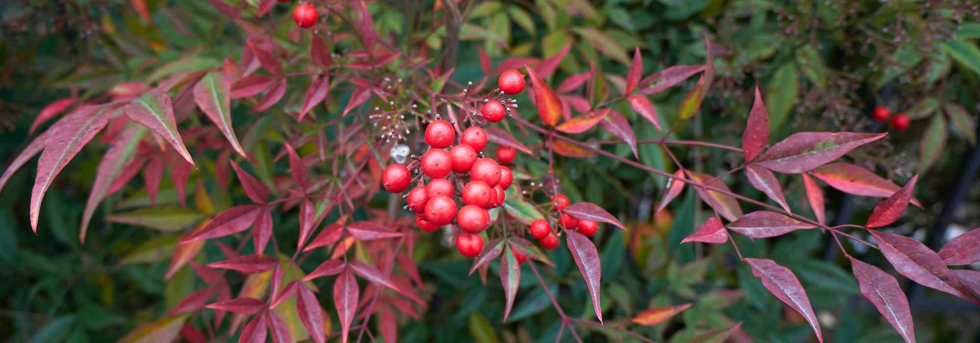 Les maladies et parasites des Nandina