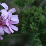 Les maladies et parasites des pélargoniums