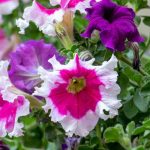 Les maladies et parasites des pétunias et surfinias