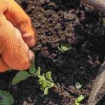 Faux-semis ou engrais verts : quelle méthode privilégier contre les adventices ?