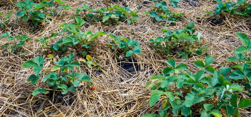 quel paillage choisir pour des fraises
