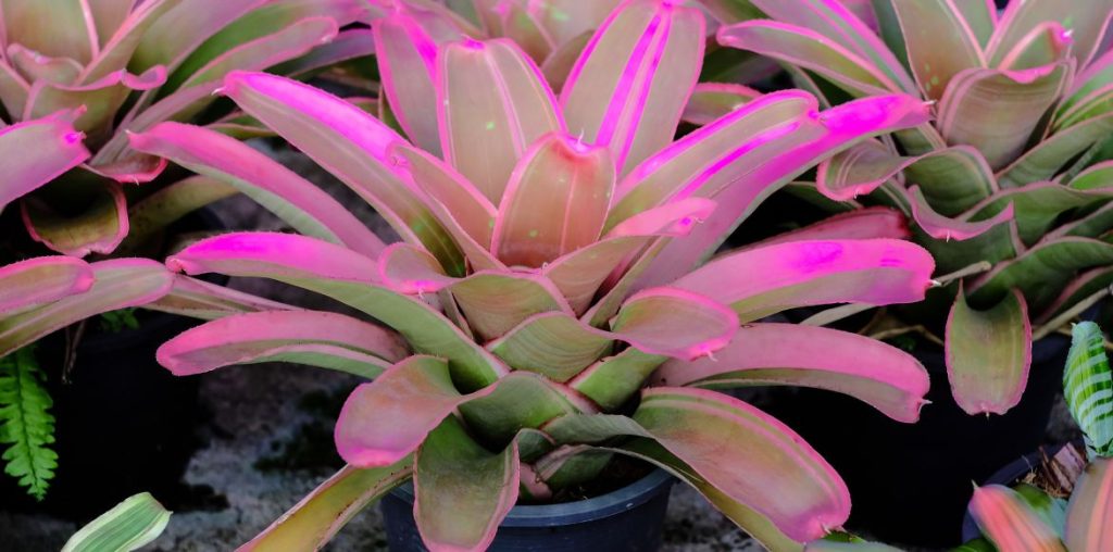 Neoregelia - plante réservoir : cultiver et entretenir 